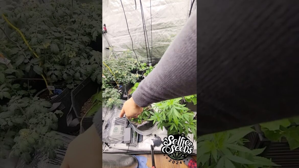 Growing Rare & Expensive Edible Plants Indoors! 🌱💎 #rareplants