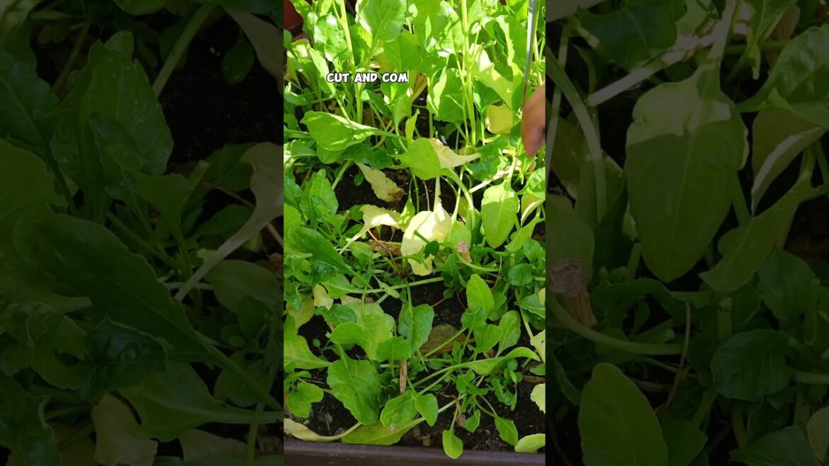 Ways to Harvest Spinach: Cut & Come Again vs. Full Plant Removal