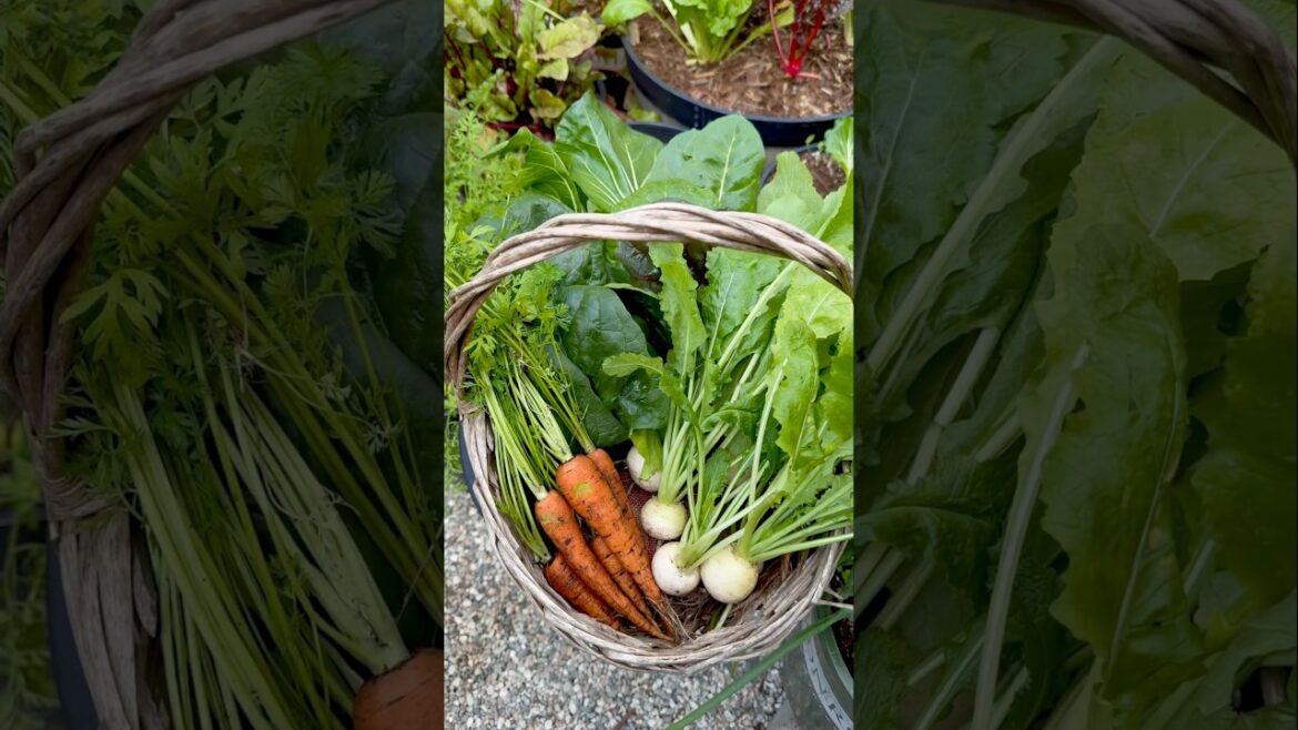 Small Container Garden Winter Harvest #zone10 #vegetablegardening #containervegetablegarden