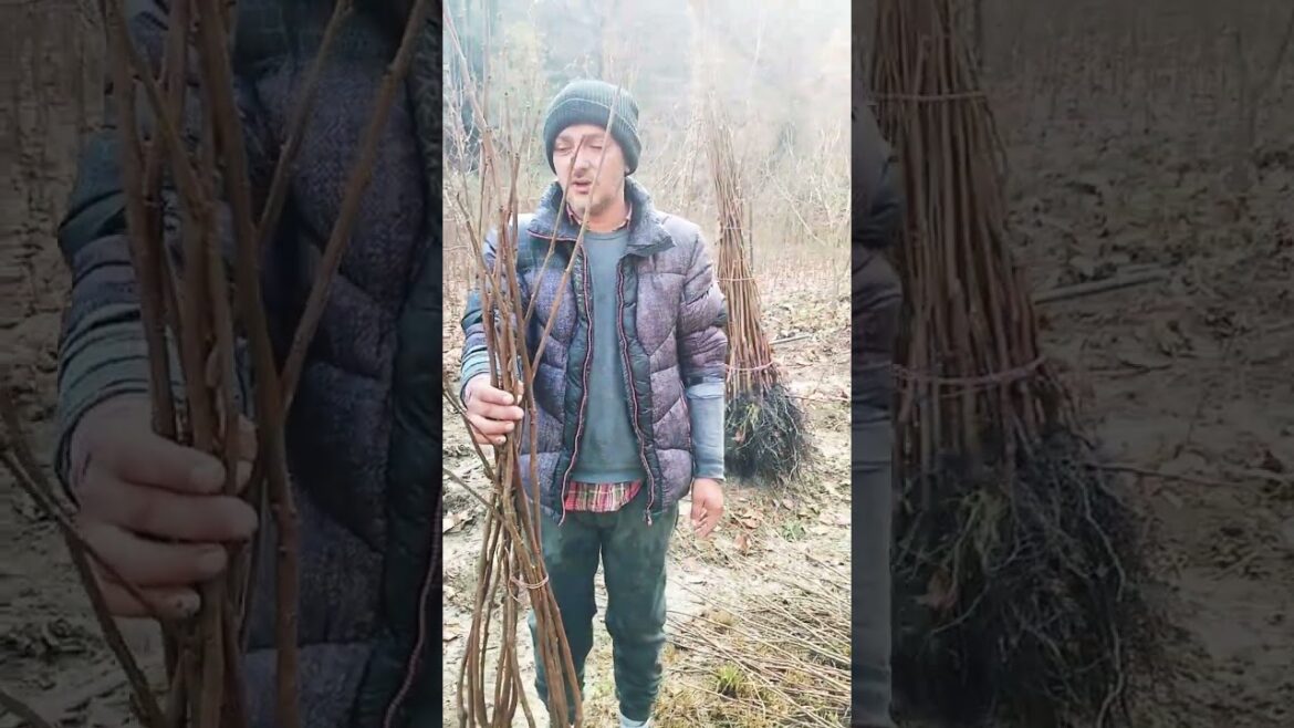 Japani plants supply #fruit #persimmonfruit #garden #smartphone