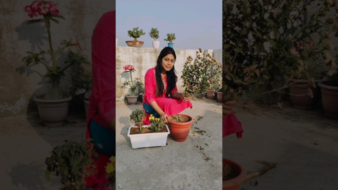 How to preserve guldaudi/chrysanthemum #shorts #ytshorts #crysanthemum #guldaudi #gardening