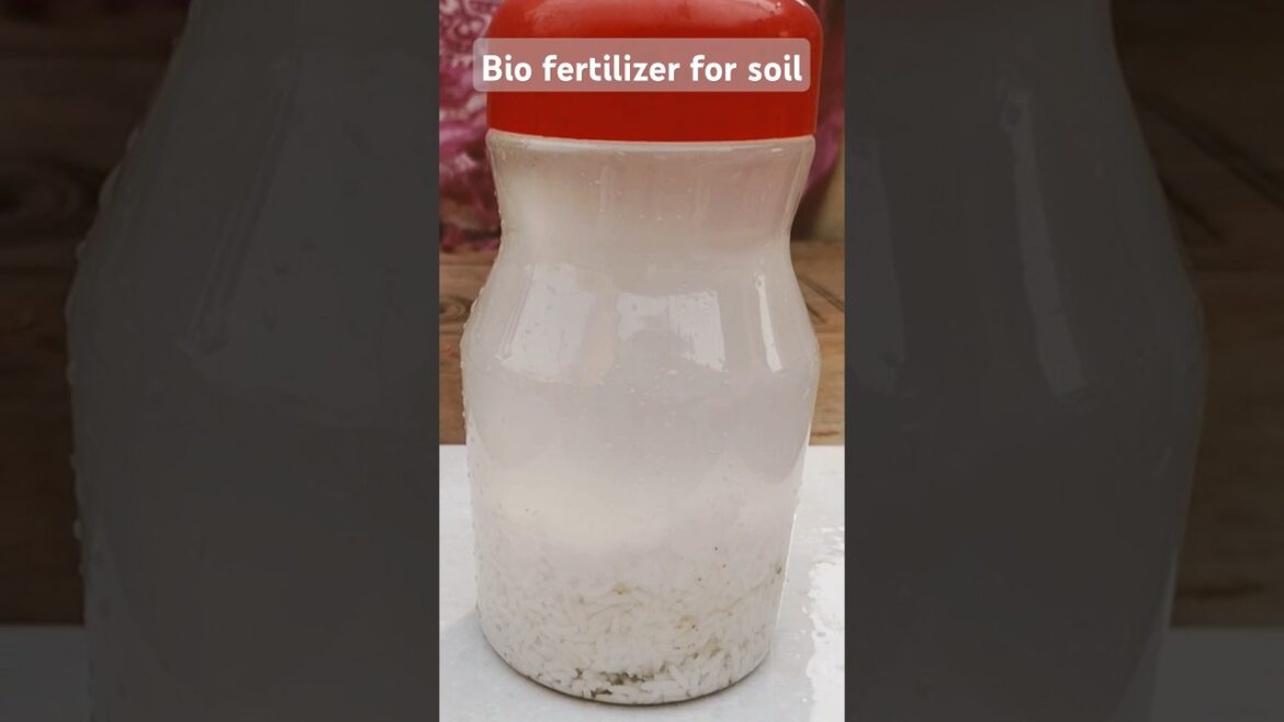 #biofertilizer #soil #free #gardening#bestfertilizer #shorts #food #youtube #gardeningtips #ytshorts #biofertilizer #soil #free #gardening#bestfertilizer #shorts #food #youtube #gardeningtips #ytshorts