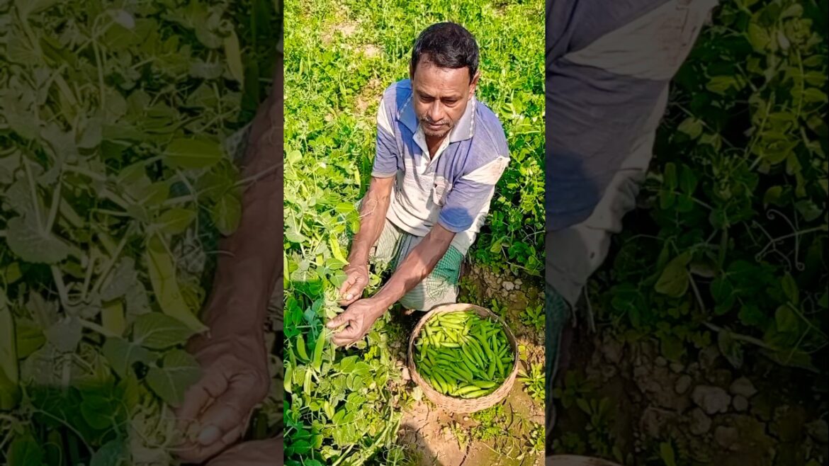 Organic Pea ( মটরশুঁটি )Harvest in the Early Morning! 🌱🥦 #shorts Organic Pea ( মটরশুঁটি )Harvest in the Early Morning! 🌱🥦 #shorts
