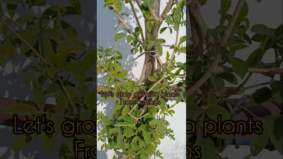 How to grow aprajita plants faster 🪻#gardening #trending #shortsfeed