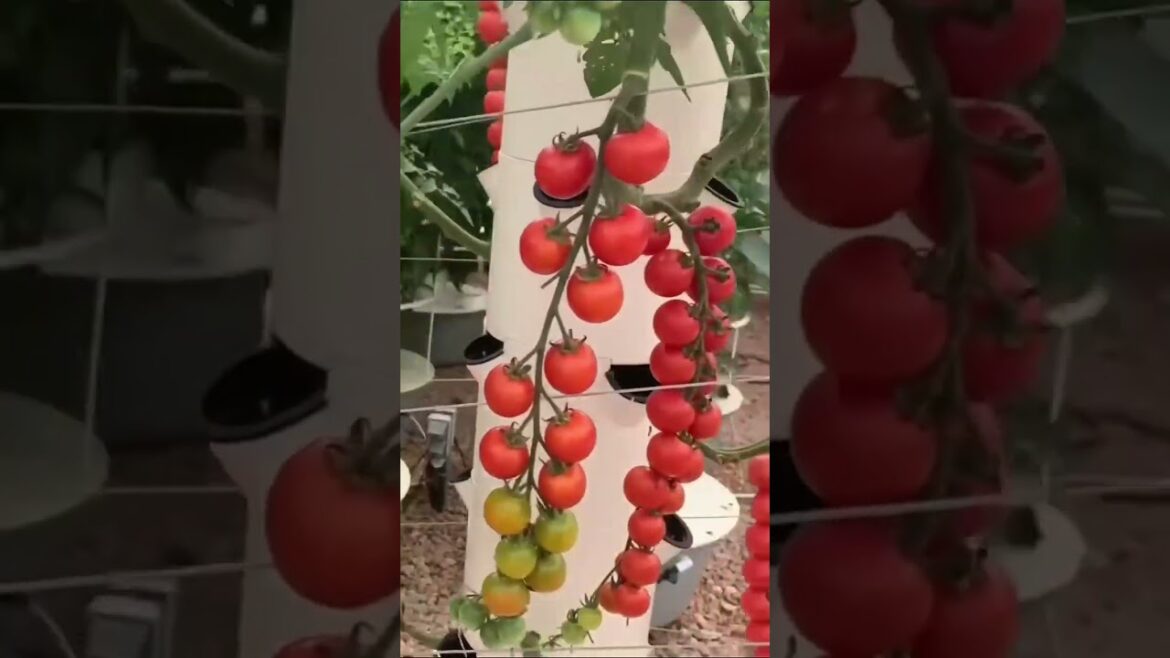 VERTICAL FARMING TOMATOES ON AN  AEROPONIC TOWER #hangingtomatoes #tomatoes #verticalfarming