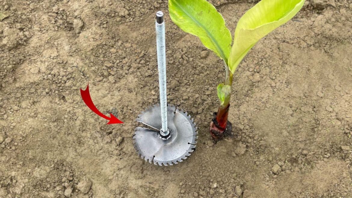 Why I Didn’t Know About This Amazing DIY Tool at 50 | Homemade Garden Tool Why I Didn't Know About This Amazing DIY Tool at 50 | Homemade Garden Tool