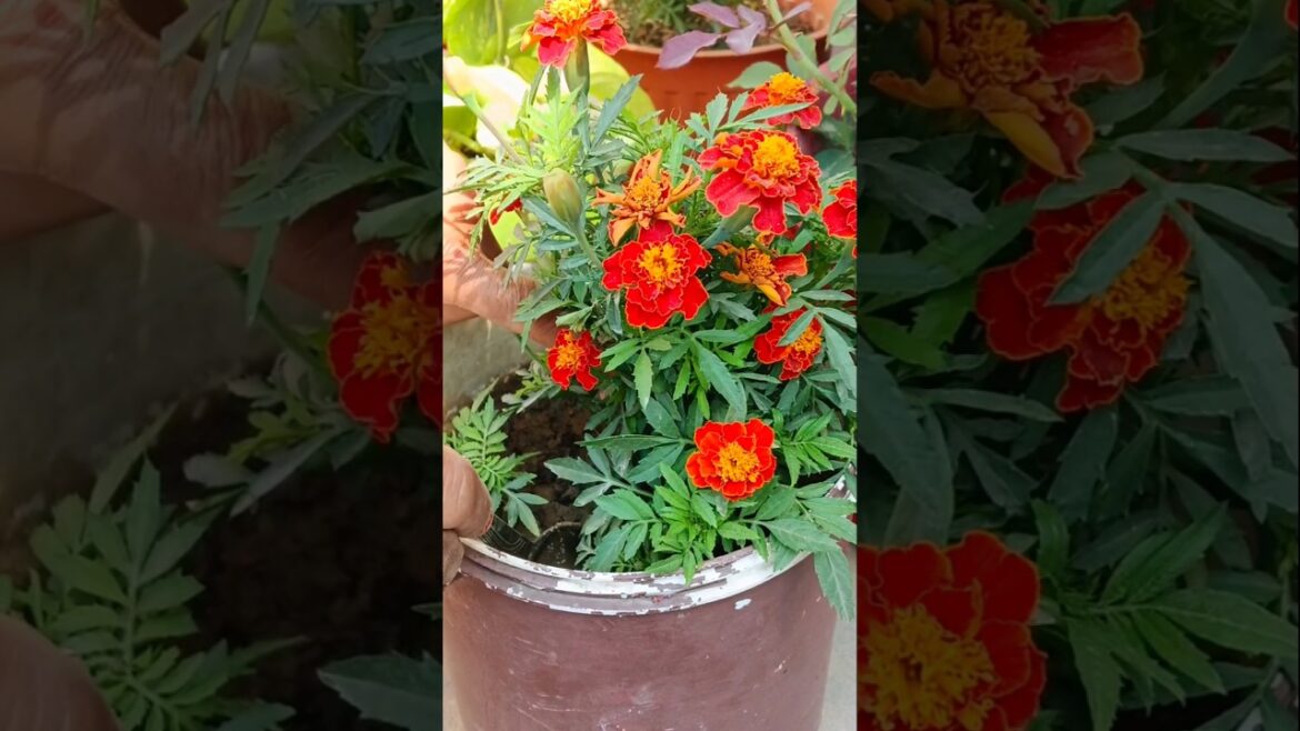 marigold plant reporting🪴 #shorts #plants #garden #gardening #trending #viralshorts