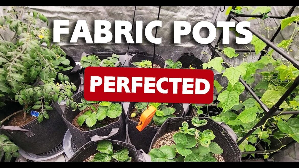 How to Prepare Fabric Pots & Grow Bags – Best Way to Start Your Fruits & Vegetables in Soil How to Prepare Fabric Pots & Grow Bags - Best Way to Start Your Fruits & Vegetables in Soil
