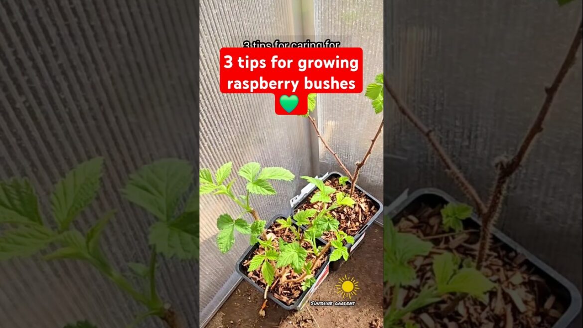 3 easy tips for caring for raspberry bushes#raspberry #gardentips #garden