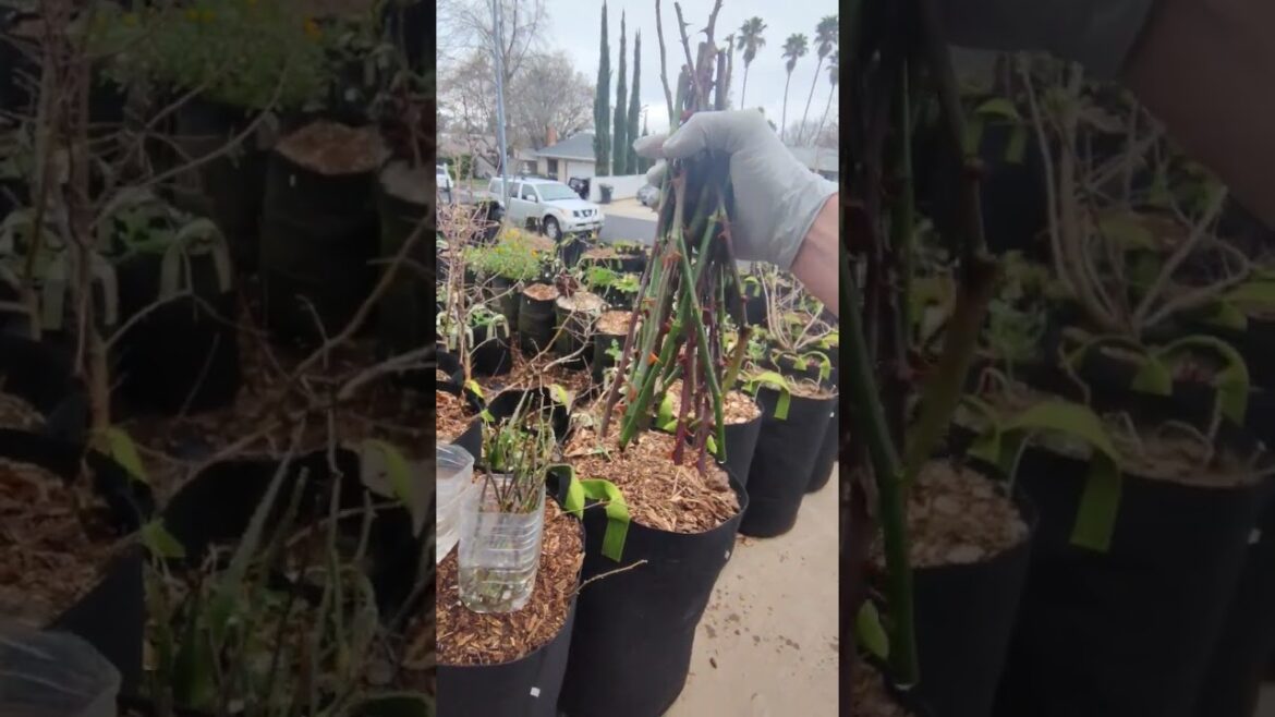 Propagating Mothers Front Yard Rose Garden For My Future Glass House Farm