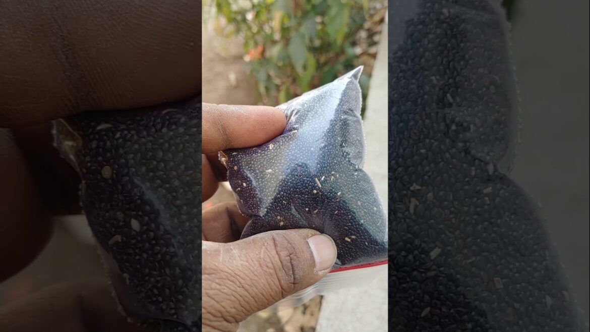 Seeds for farming #gardeningtips #gardening #organicgardening #organic #seedsowing #organicfarming