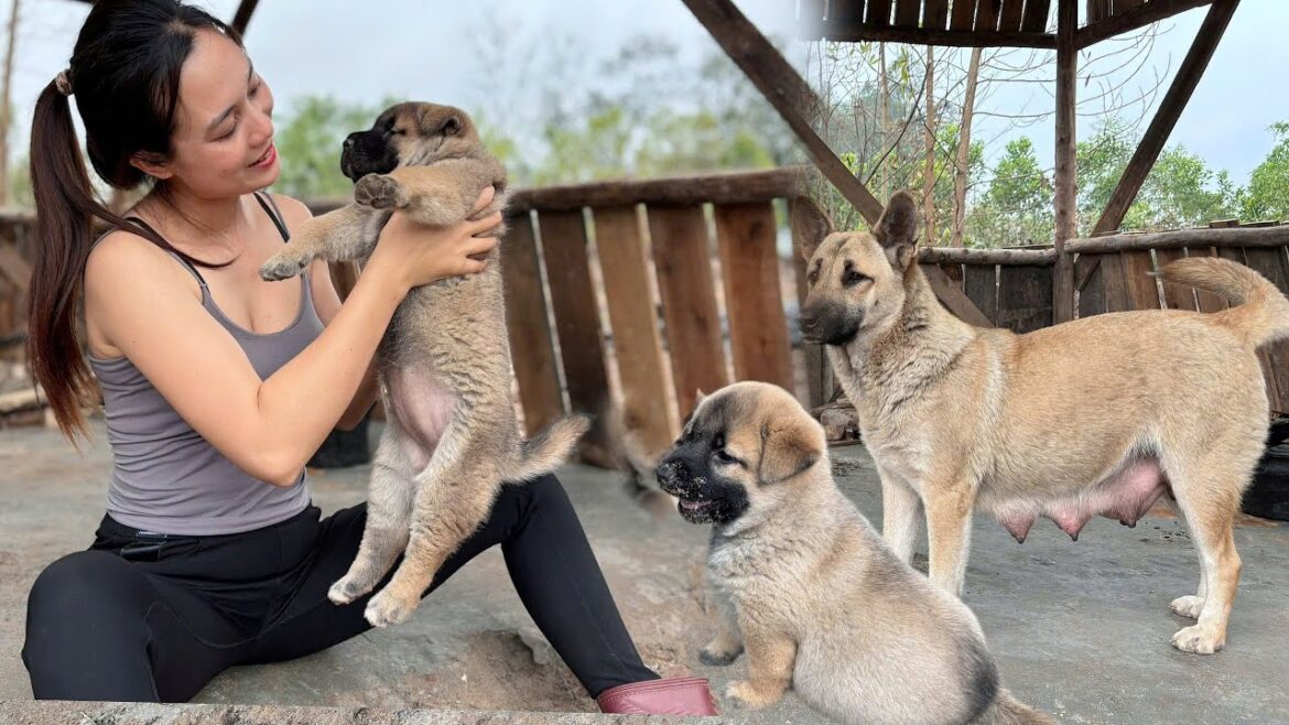 First Simple Meal Of Garden Vegetables And Puppies In Her Newly Built Small Kitchen