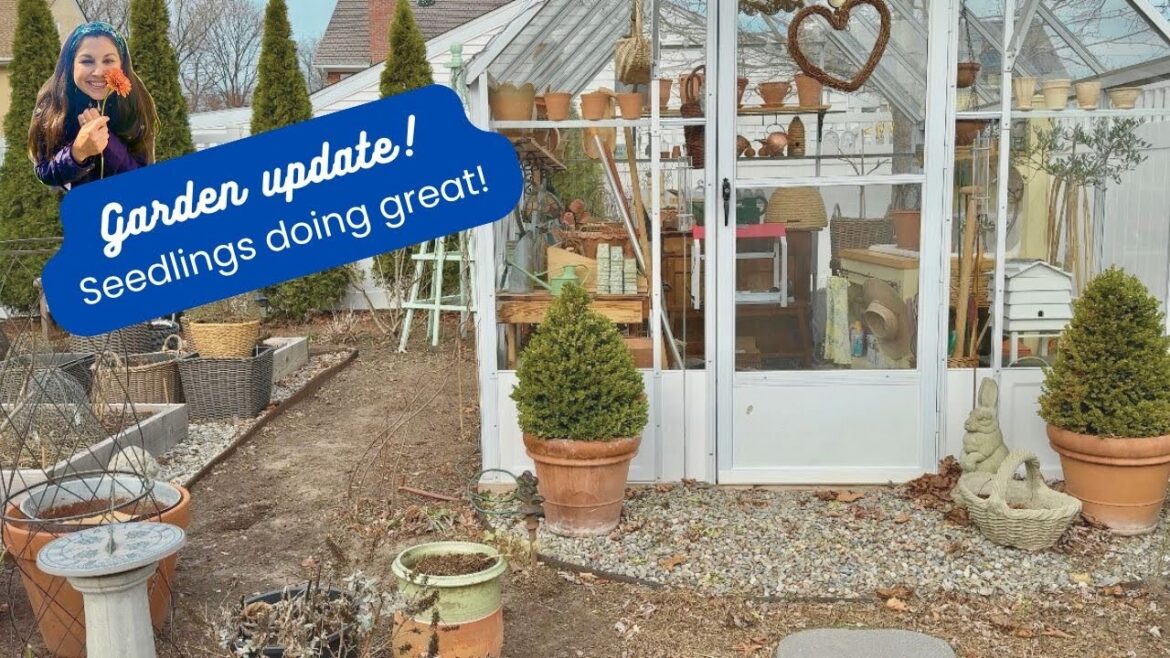 Garden plans, and seedling updates! // How's It Growing?