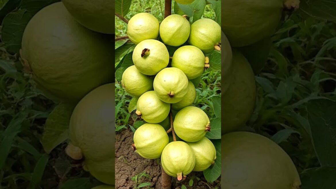 Guava Cultivation Made Easy: Tips for Explosive Growth and Success!