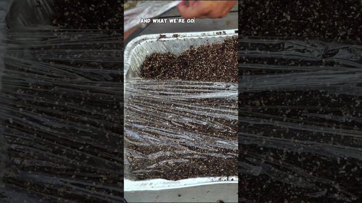 Solarizing Soil: The Secret to a Pest-Free & Healthy Garden! 🌞🌱 #Shorts