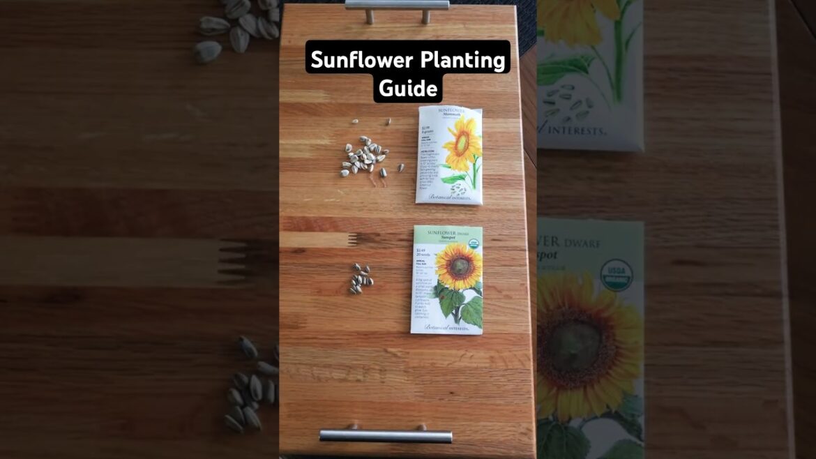 How to plant SUNFLOWERS π» #sunflower #garden #gardening How to plant SUNFLOWERS π» #sunflower #garden #gardening