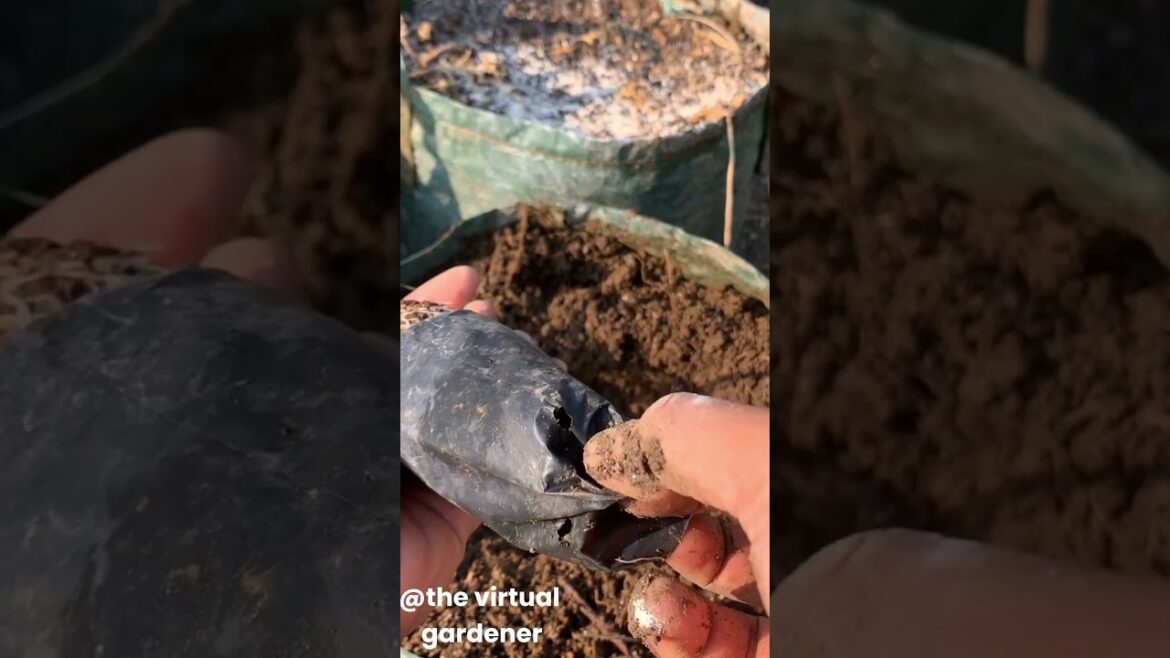 tropical fruits you can grow in cold climates tropical fruits you can grow in cold climates