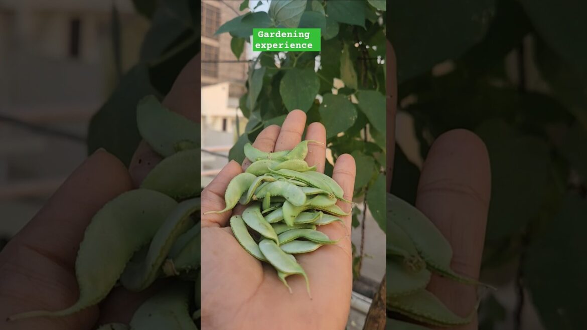 Gardening experience #vegetablegardening #terracegarden #harvest