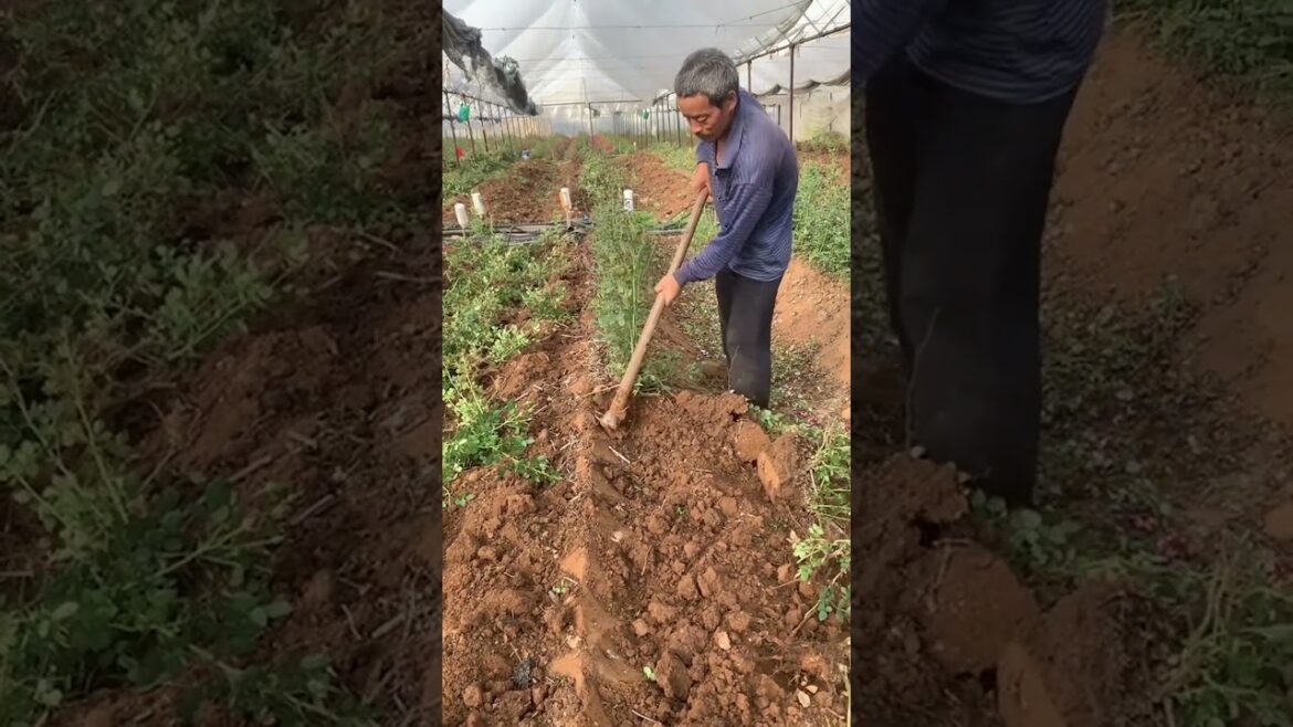 Amazing work  #agriculture #aloevera #flower  #redroses #garden #tips   #satisfying  #asrm #tricks