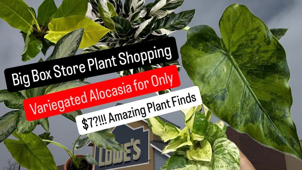 Big Box Store Plant Shopping at Lowe’s Variegated Alocasia for only $7 Huge Money Savings on Plants Big Box Store Plant Shopping at Lowe's Variegated Alocasia for only $7 Huge Money Savings on Plants