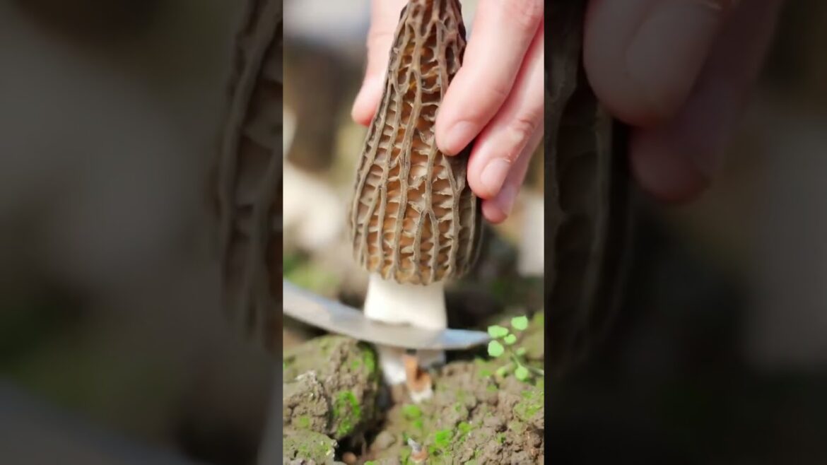 Natural mushroom cutting 🍄 #fruit #farming #nature