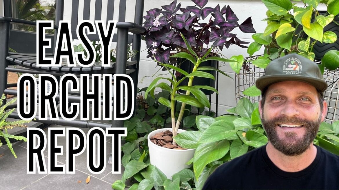 Orchid Repotting: Step-by-Step Guide & Plant Care Tips  // The Gardener's Garden