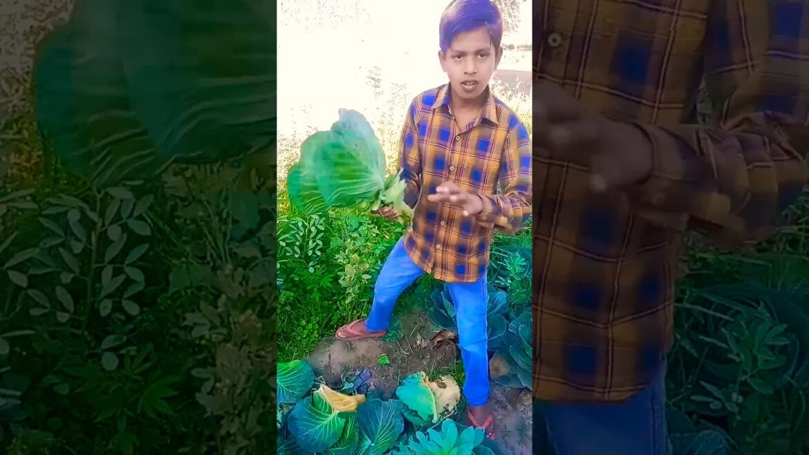 kitchen garden vegetable harvesting #plant #gardening #gardenplants #trending #garden #shorts 🪴🥬