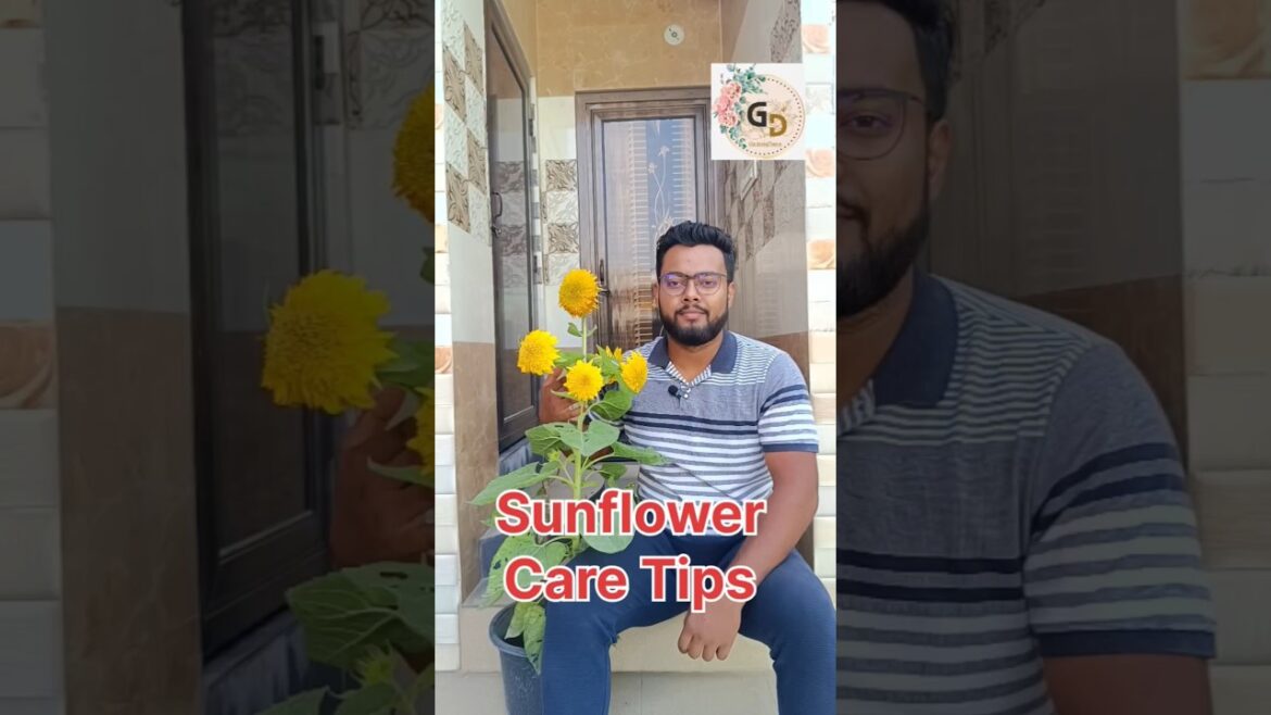 Sunflower Care Tips|#sunflowers #sunflower #sunflowerplant #gardening #gardeningideas #gardeningtips