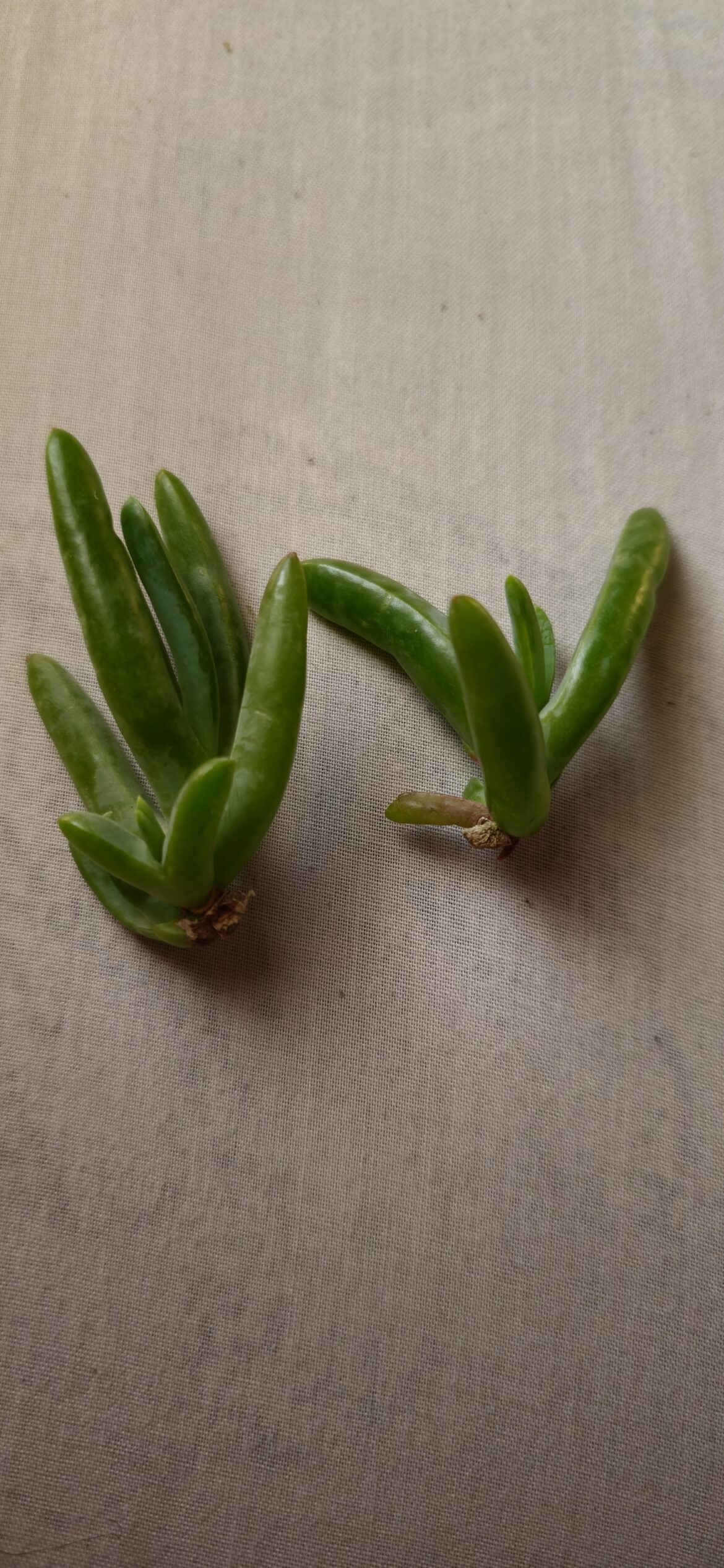 What are they, and how do I prop them? Found after a gardner was trimming bushes.