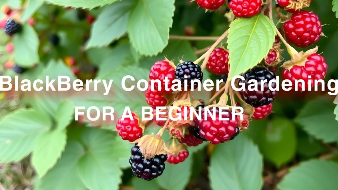 Blackberry Container Gardening For a Beginner