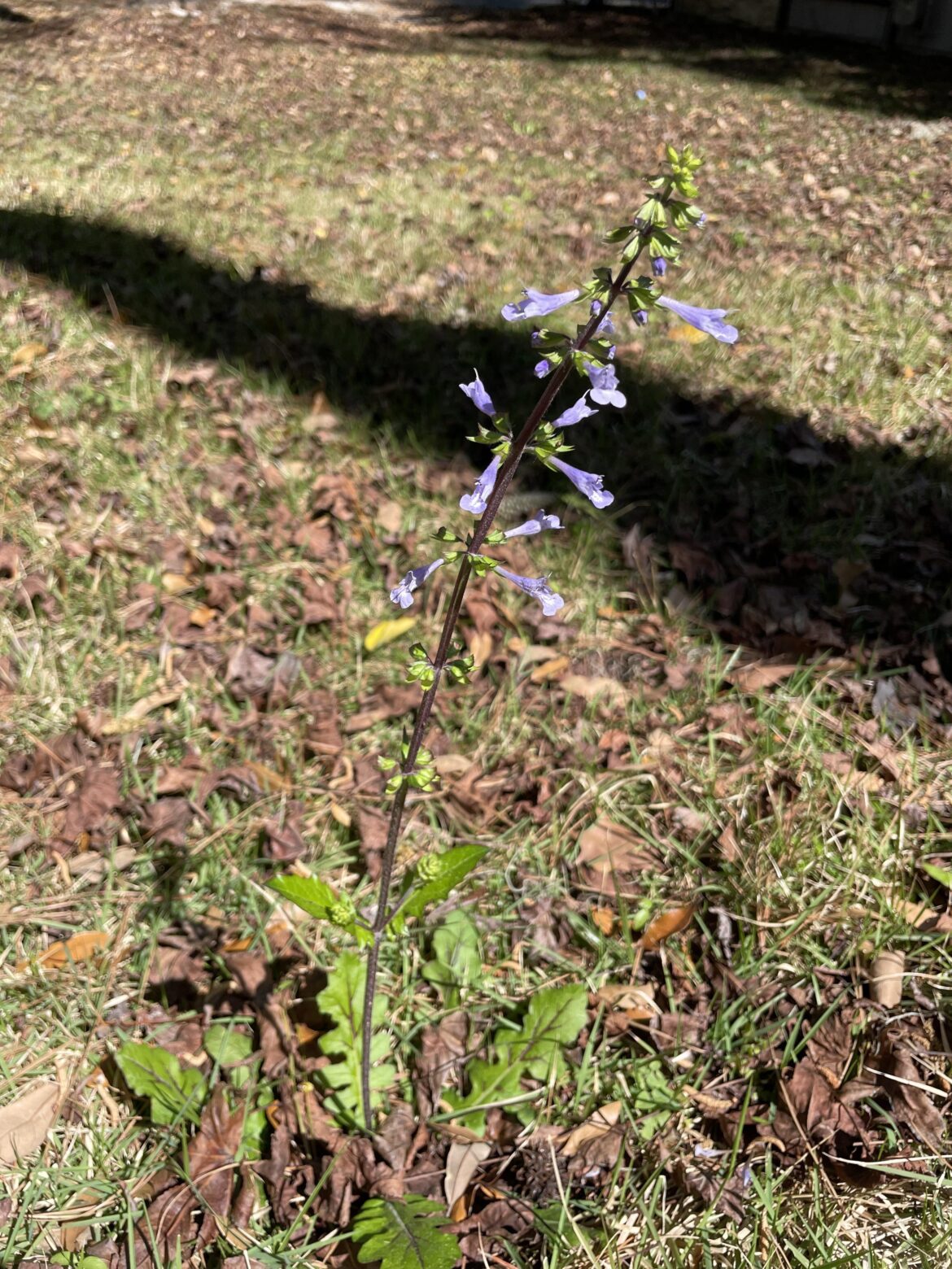 North Central Florida, grew up in the grass with no one planting it
