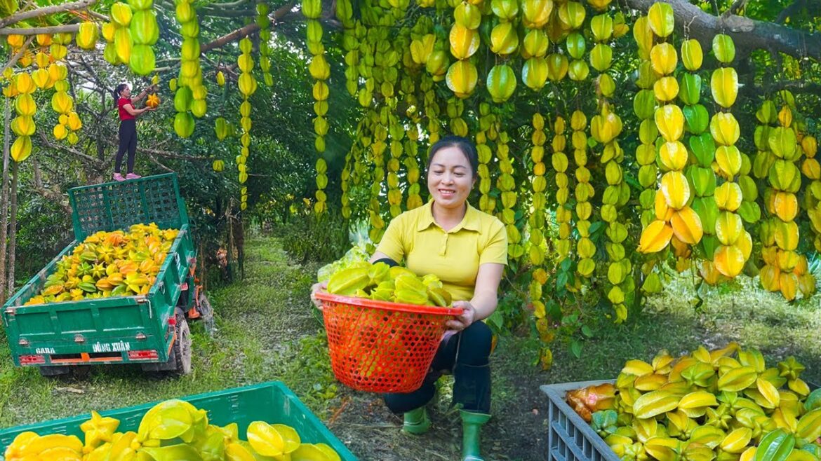 Harvesting Sour Star Fruit for Profit & Top Vegetable Gardening Hacks Harvesting Sour Star Fruit for Profit & Top Vegetable Gardening Hacks