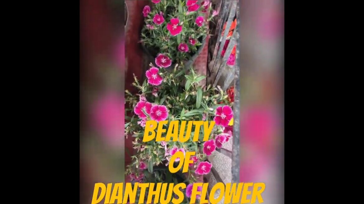 Dianthus Flower। winter flowers। Flowers। #garden #gardening । Lovely Garden। Beautiful Garden Dianthus Flower। winter flowers। Flowers। #garden #gardening । Lovely Garden। Beautiful Garden