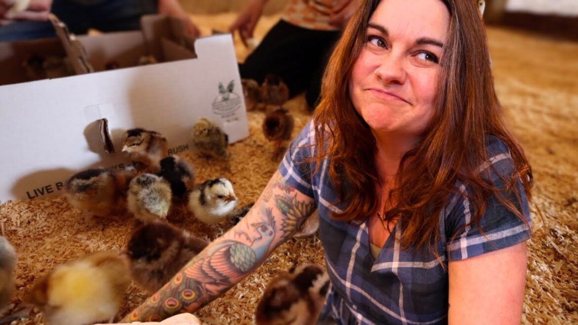 Roots and Refuge Farm: Baby Chips (How am I still surprised?!) | VLOG Baby Chips (How am I still surprised?!) | VLOG