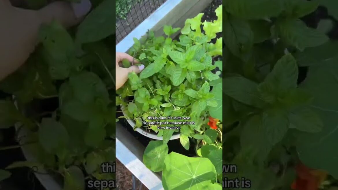 (PART 3/6) Fall in my backyard garden 🫶🥹 (PART 3/6) Fall in my backyard garden 🫶🥹