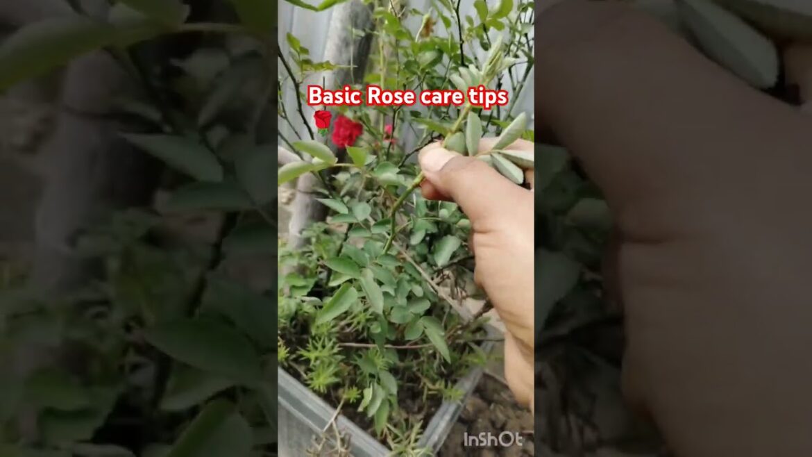 Basic Rose care tips 🌹#shorts#shortsfeed #ytshorts #youtubeshorts #trending #gardening #rosegarden