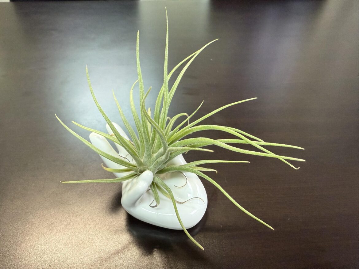 Advice for Indoor Office Advice for Indoor Office