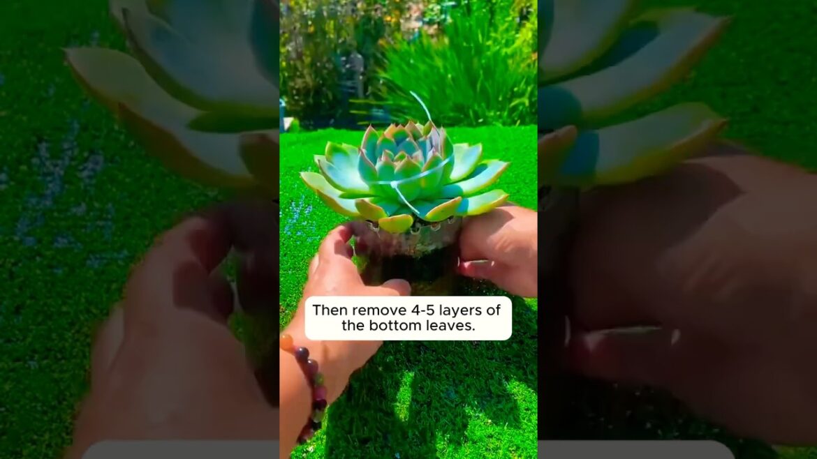 Please Subscribe The channel For More  videos #flowers #flower #garden #please #video #short