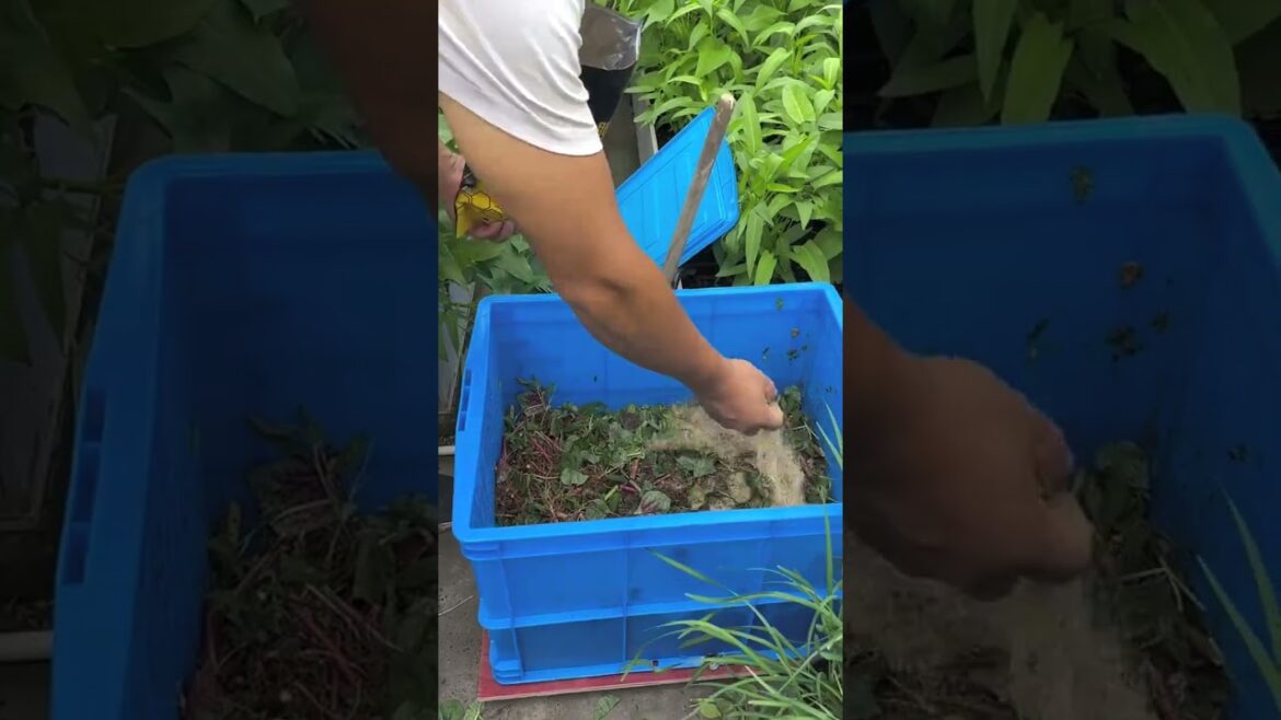 4339 🍉🥜🍒🍌🌶 #vegetable #fruit #lunch #fendt #gardening