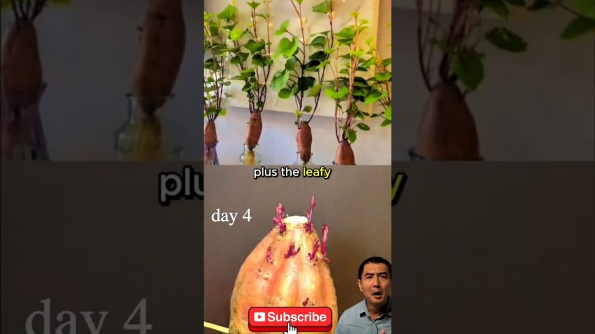 ♻️ Unbelievable Bottle Hack Grow Sweet Potatoes Forever in Water! 🌱🥔 You’ll Wish You Knew Sooner!