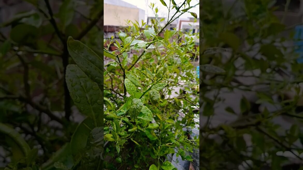 vegetable garden #organic #gardening #terracegarden #vegetables #shorts #yt @OrganicGardening1918