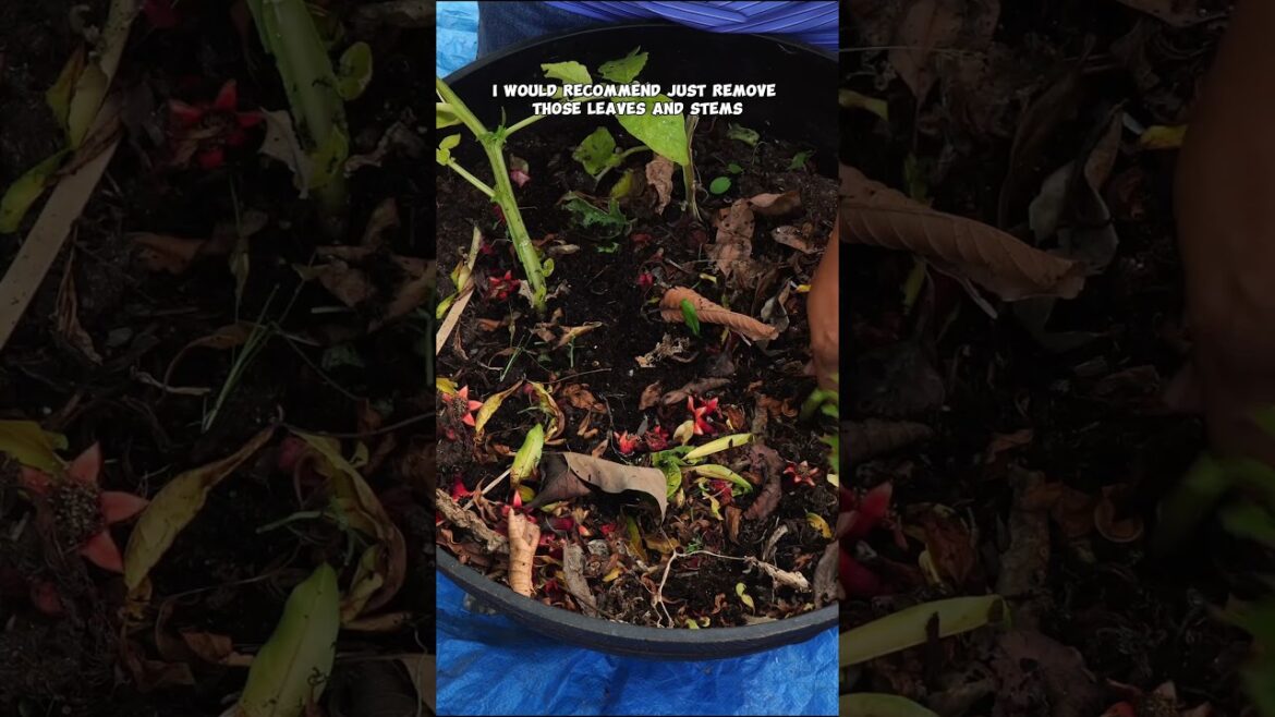 How to Grow Container Potatoes at Home – Easy Step-by-Step Guide! 🥔🌱 #Shorts