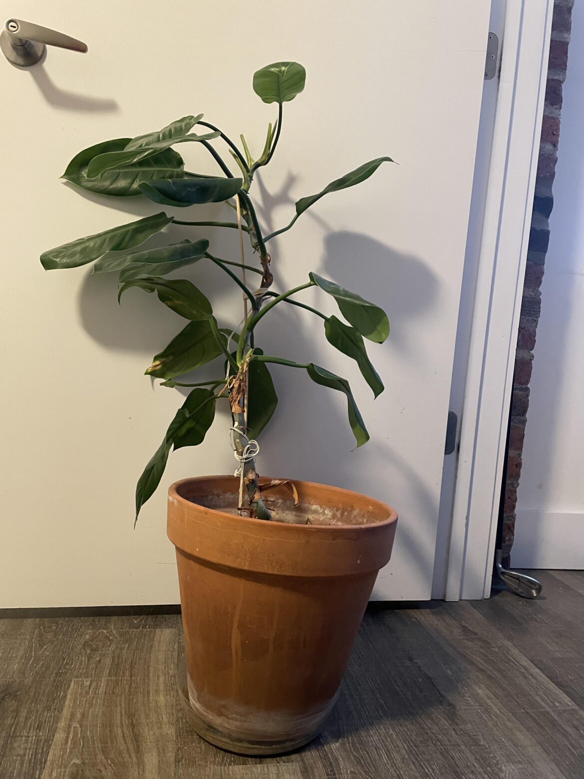 Where should I cut this plant to propagate it?