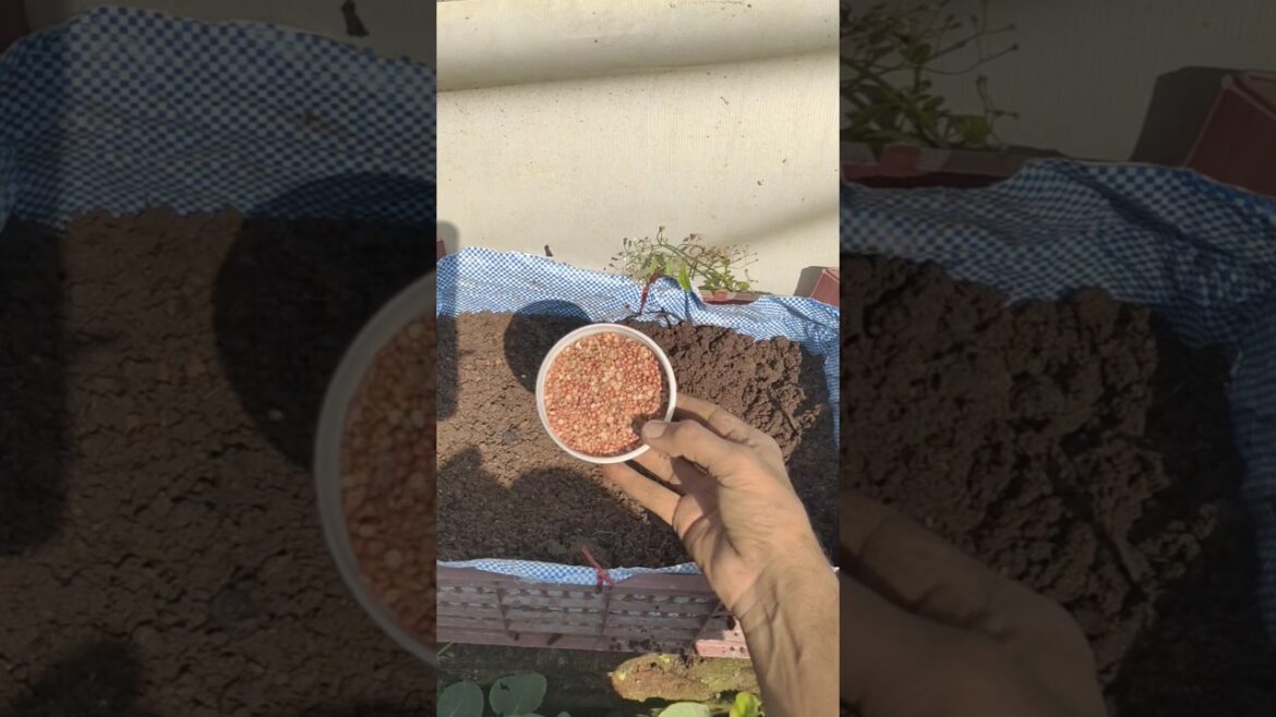 💯”Grow 😱Fresh Coriander Leaves at Home Easily 🌱 | Tips for Lush Growth#organicgardening #shortsfeed 💯"Grow 😱Fresh Coriander Leaves at Home Easily 🌱 | Tips for Lush Growth#organicgardening #shortsfeed