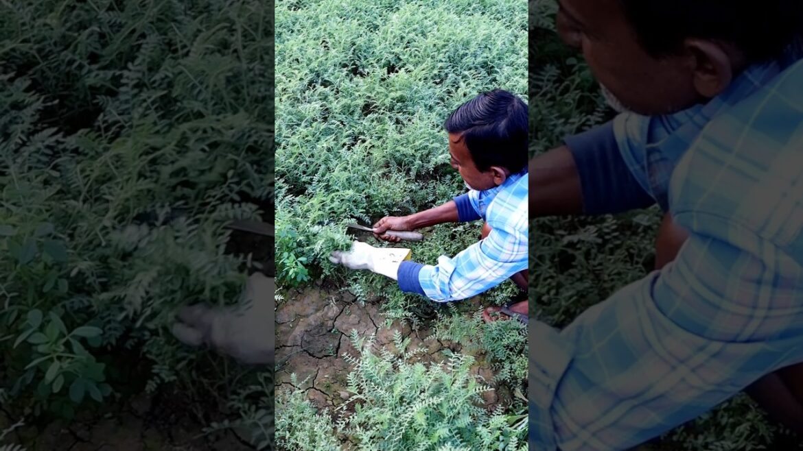 See What He Was Harvesting (Bengal Gram) #shorts
