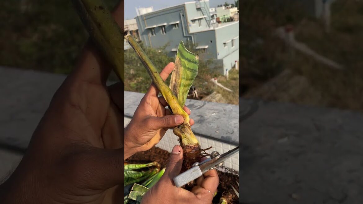 Snake Plant Care for Beginners 🌱 Simple & Effective Tips