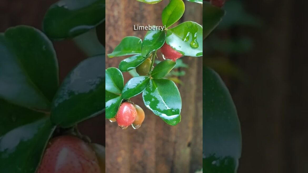 🌺 P6 #Retirement #Hobby #Turning #Backyard into a #Organic #Farm #berries 🌺 P6 #Retirement #Hobby #Turning #Backyard into a #Organic #Farm #berries