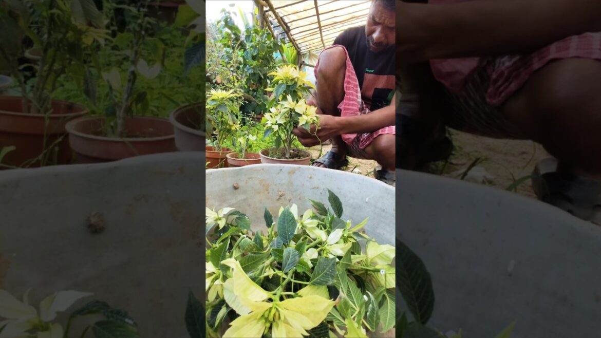 Clone Your White Poinsettia – Easy Propagation #shorts