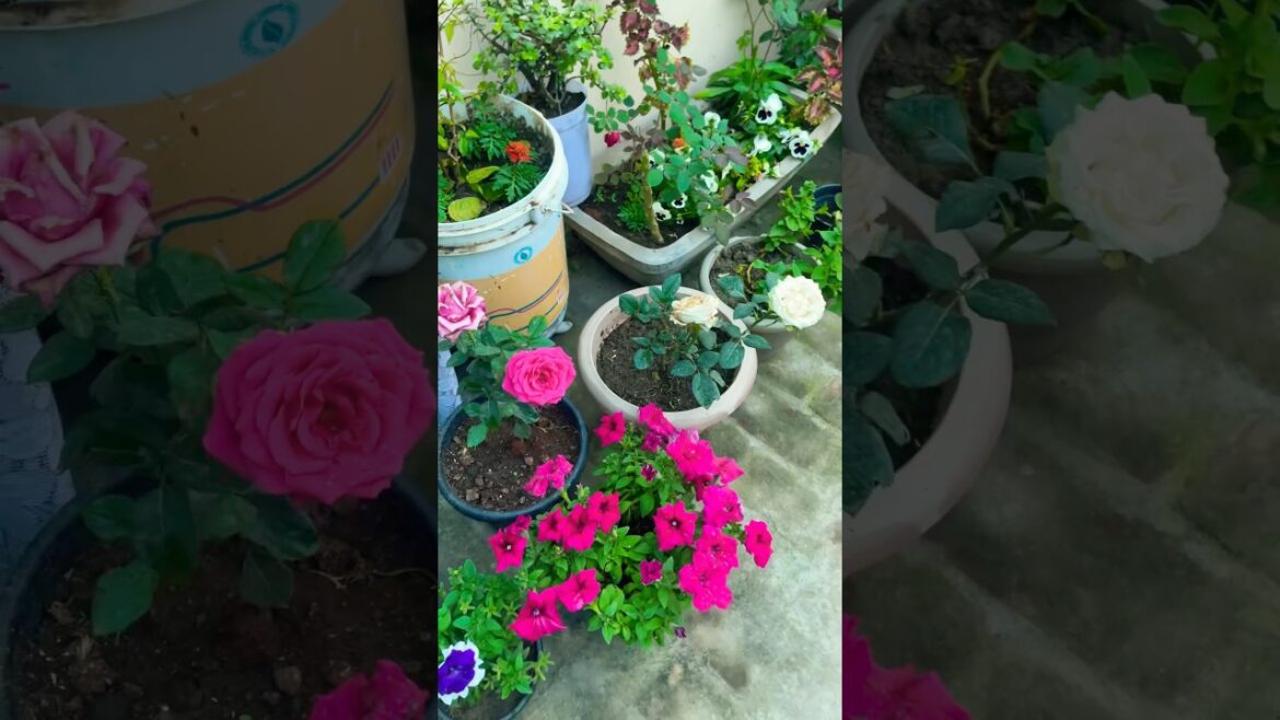 Happy gardening 💐#morning vibes #gardendesign #rose #youtubeshorts