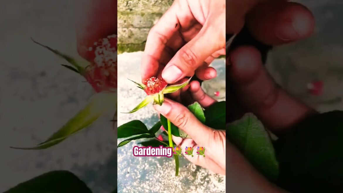 Grafting Techniques: The Science of Plant Supercharging